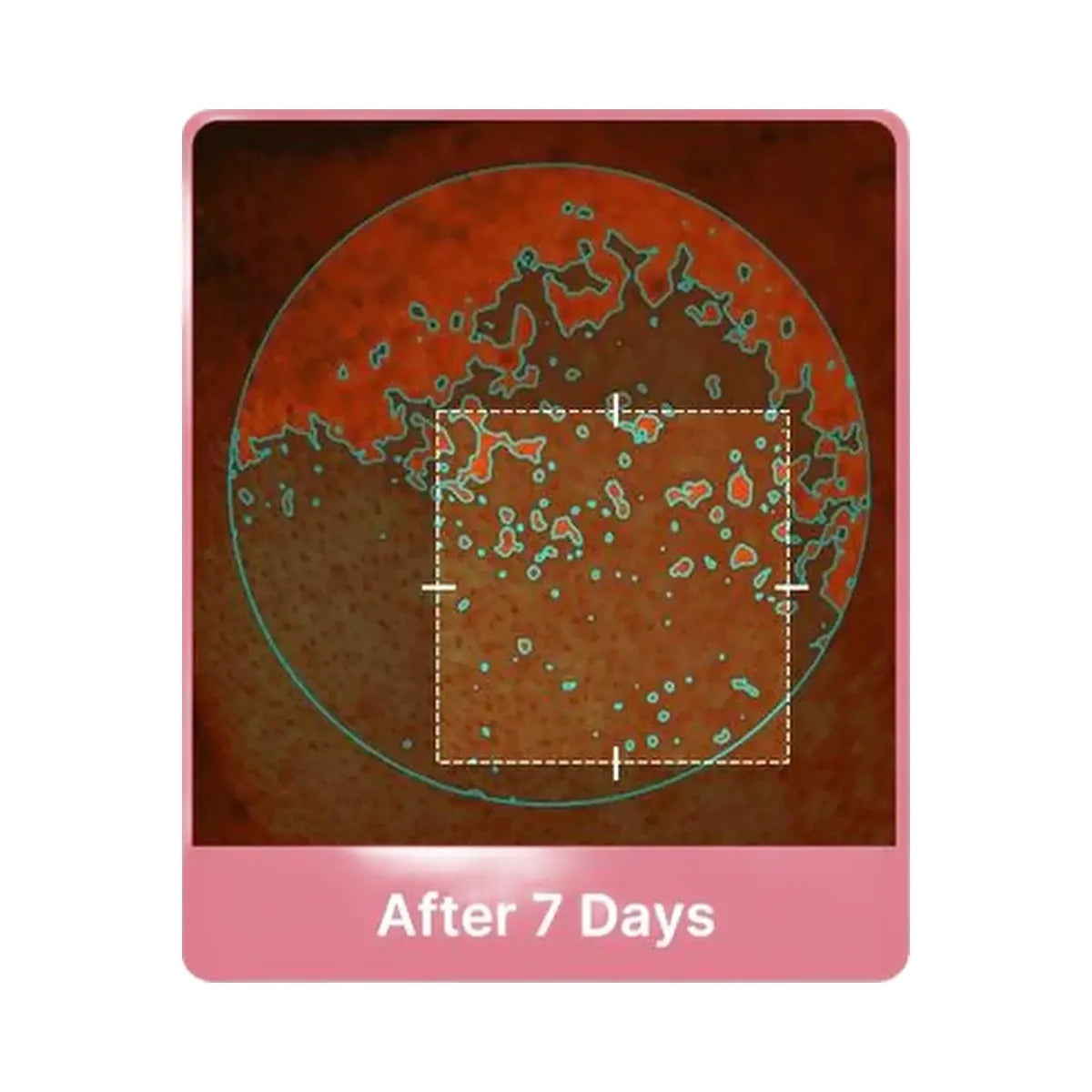 medicube PDRN Pink Collagen Toning Gel Toner Pad