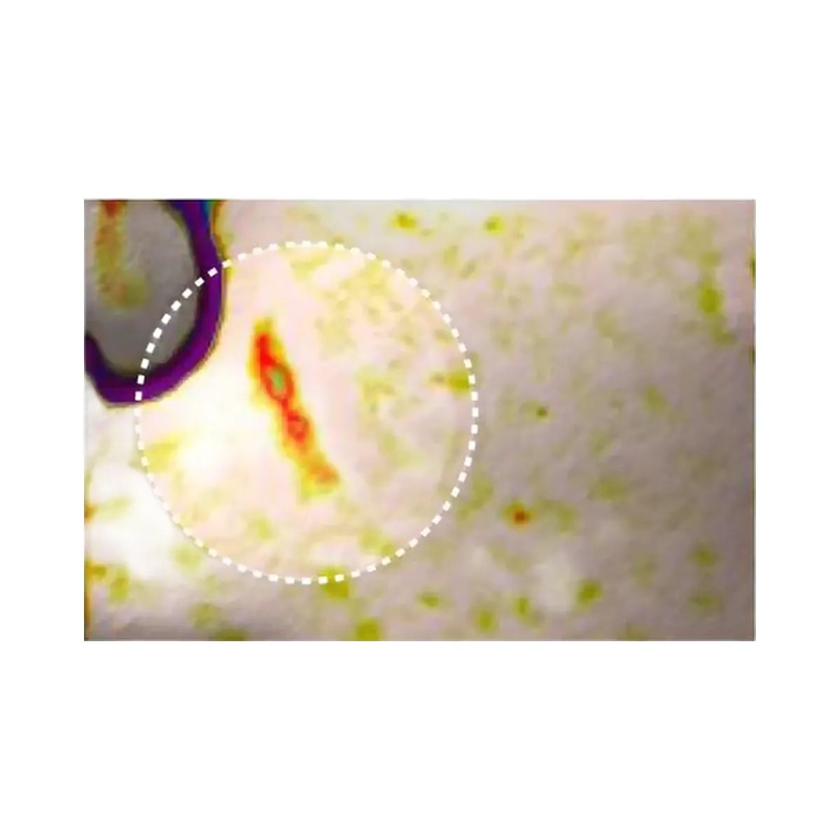 ANUA PDRN Collagen Melting Patch For Glass Skin