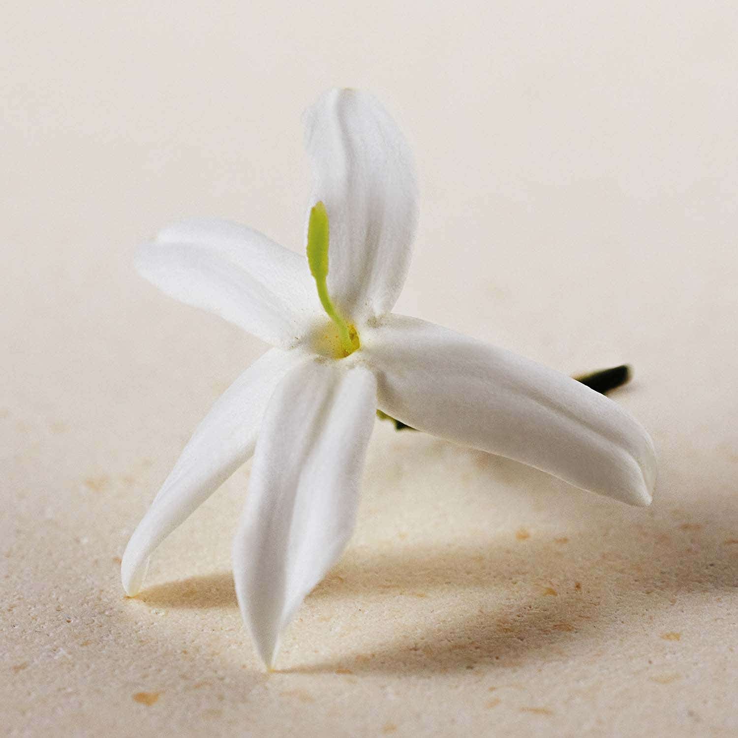 Chloe Atelier Des Fleurs Jasminum Sambac EDP (50 ml) - Chloe