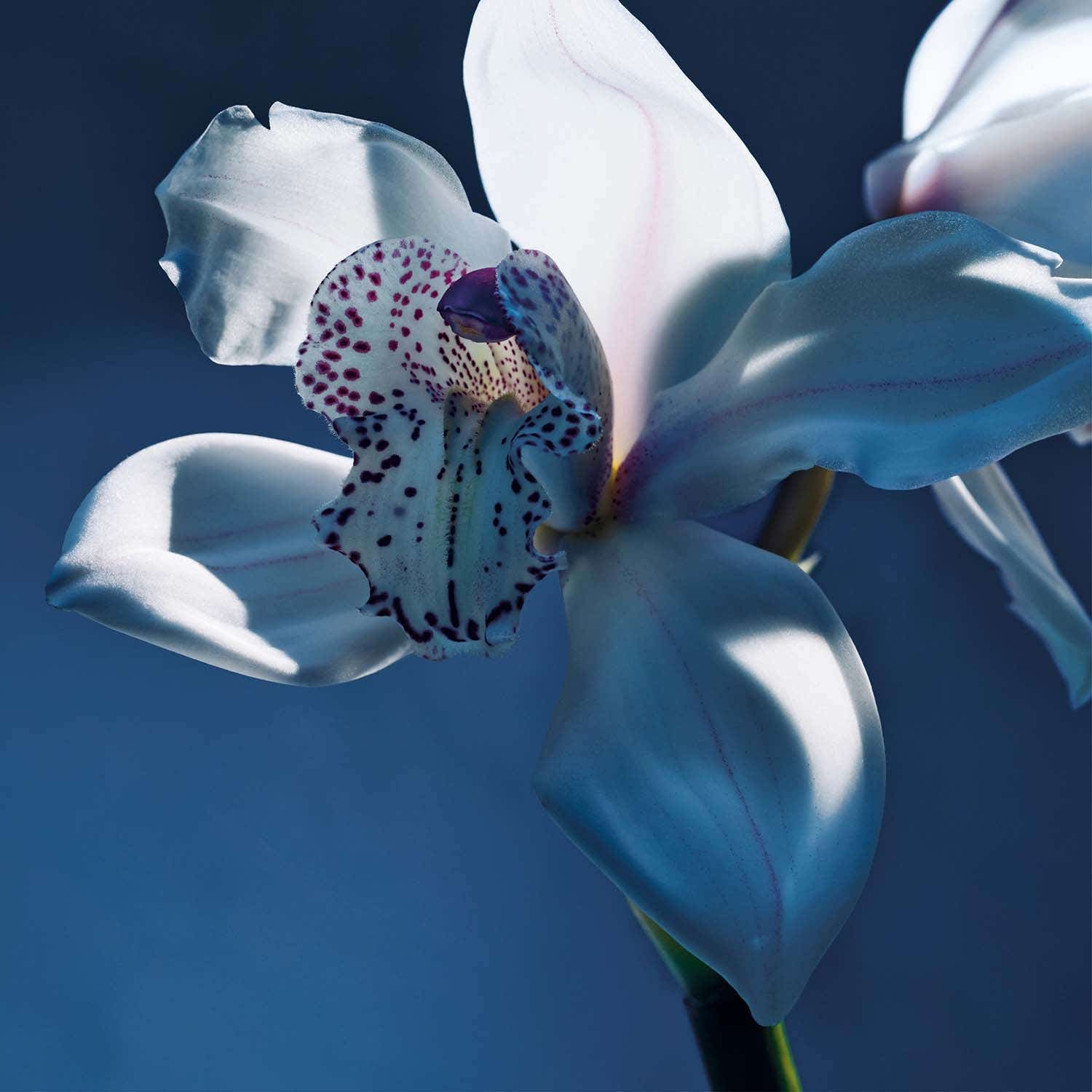 Chloe Atelier Des Fleurs Orchidee De Minuit EDP (50 ml) - Chloe