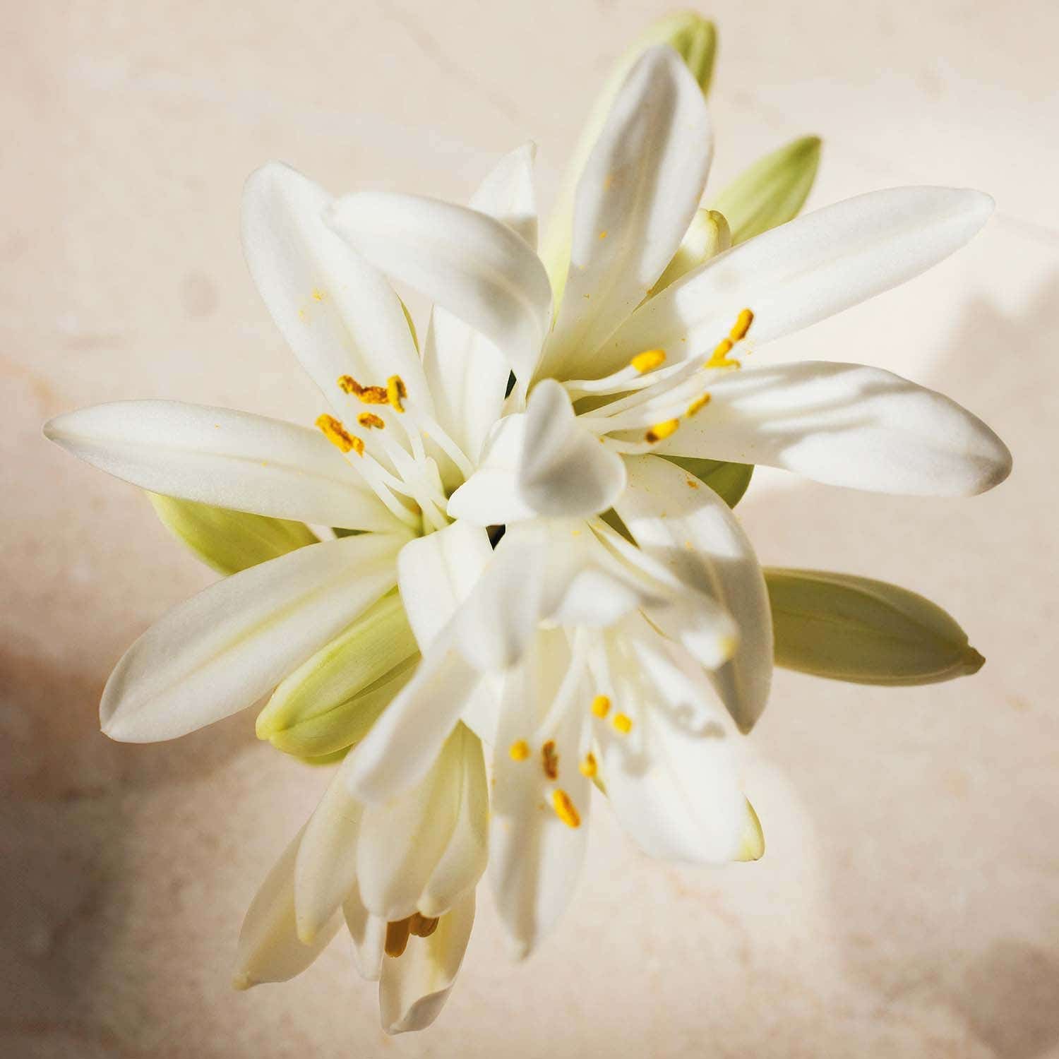 Chloe Atelier Des Fleurs Tuberosa EDP (150 ml) - Chloe