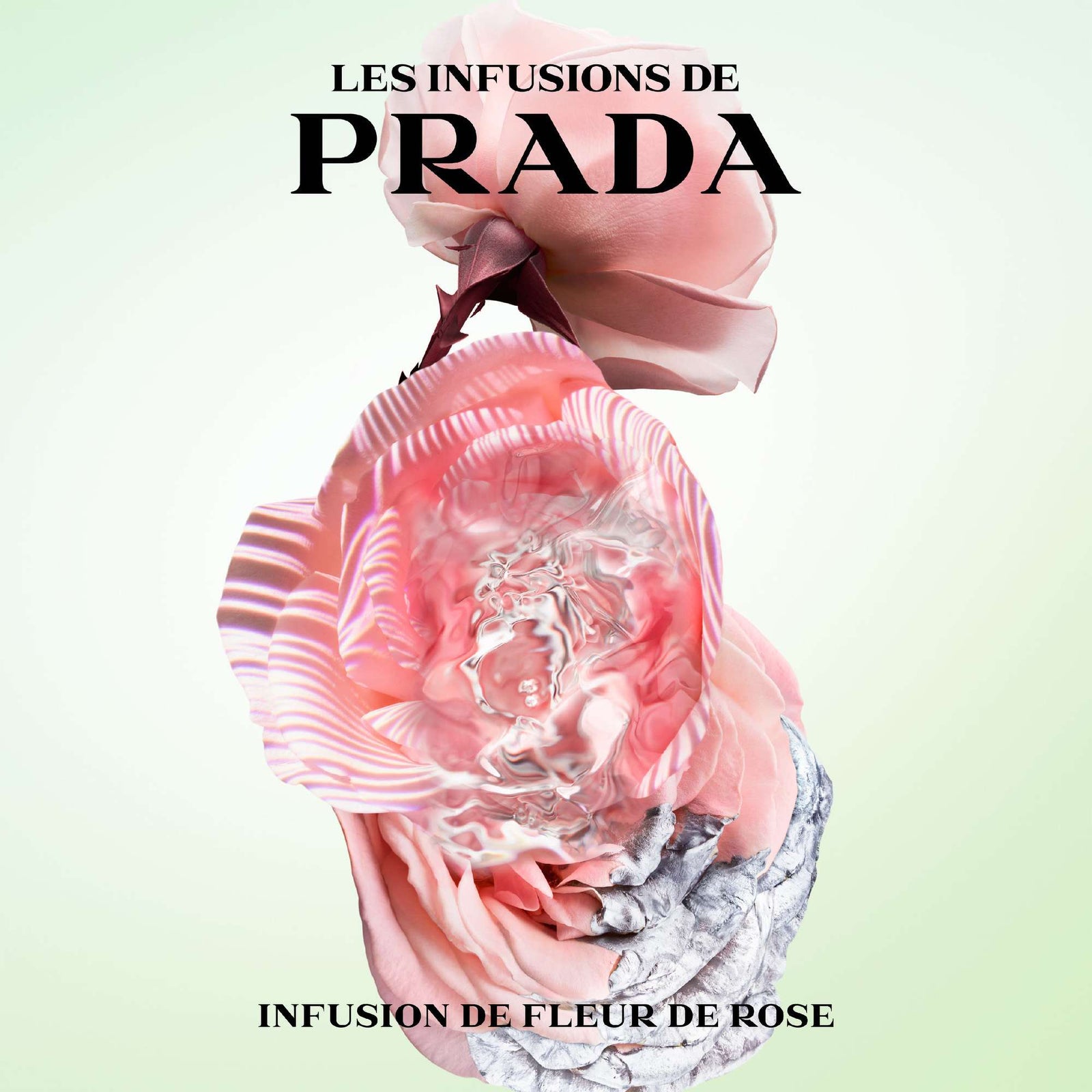 Prada Infusion de Rose Eau de Parfum Spray 100 ml