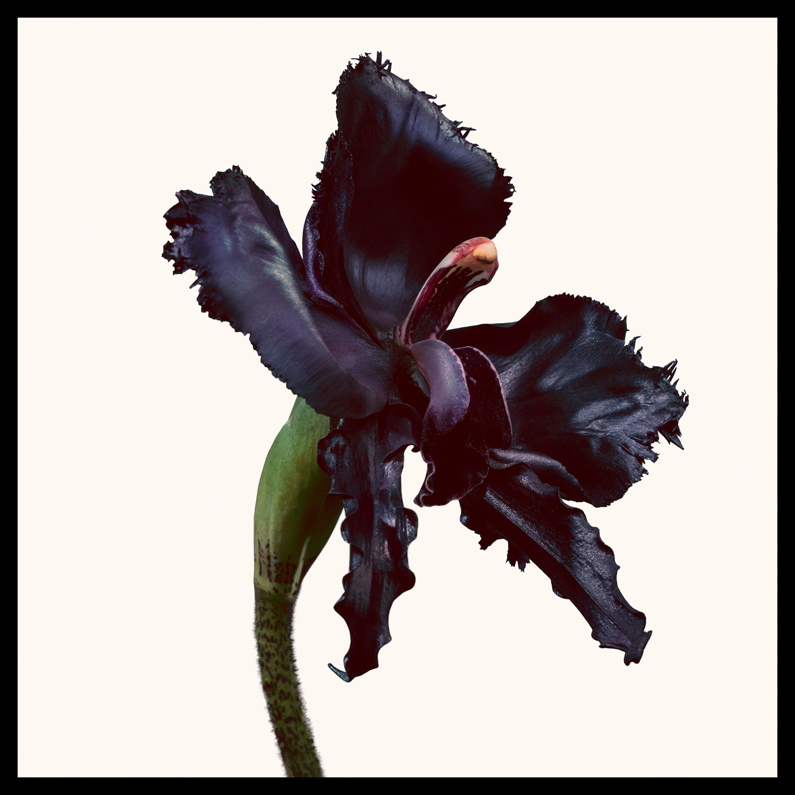 TOM FORD Black Orchid Reserve Eau de Parfum