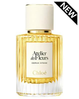 Chloe Cedrus Intense