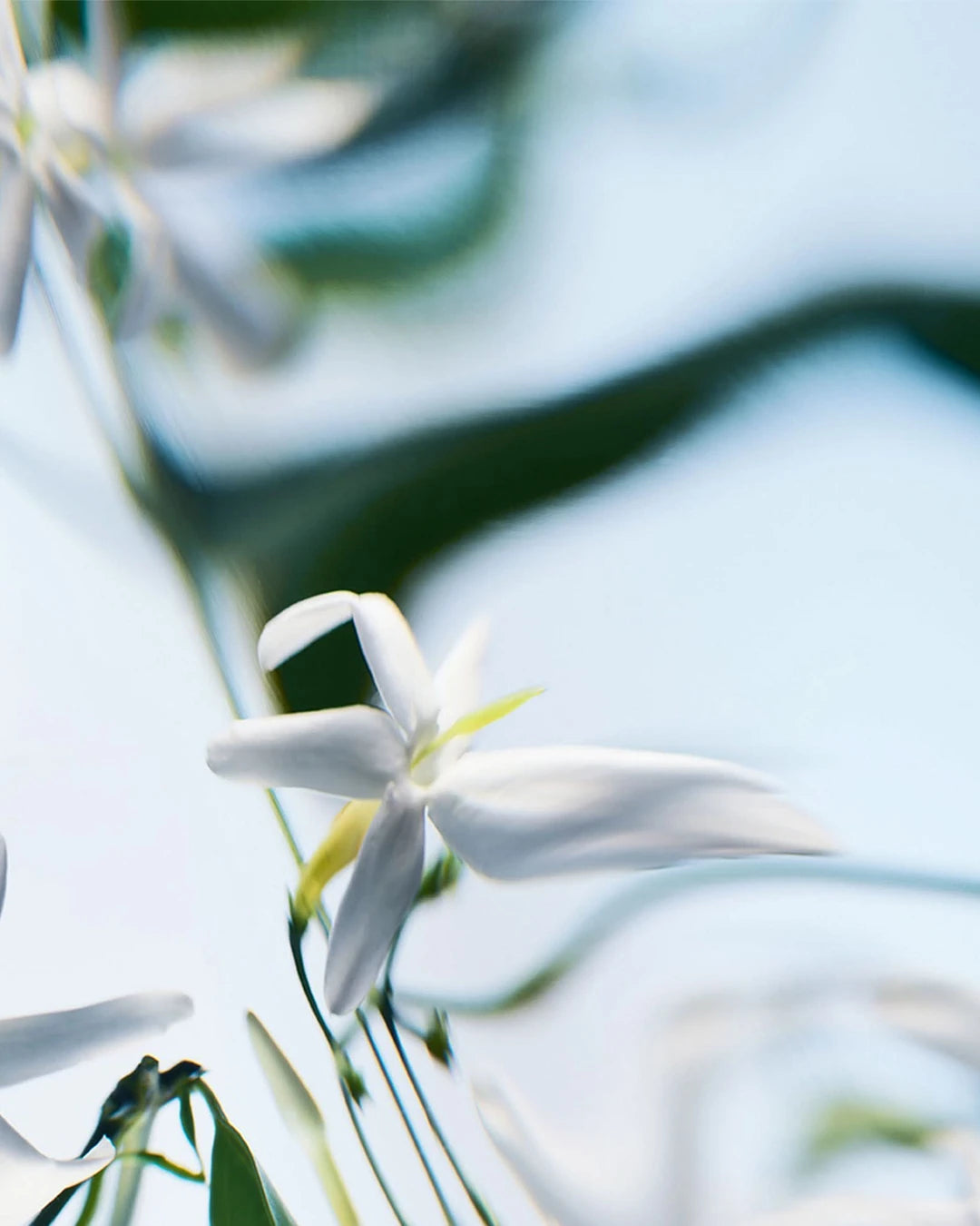 Byredo Blanche Absolu De Parfum