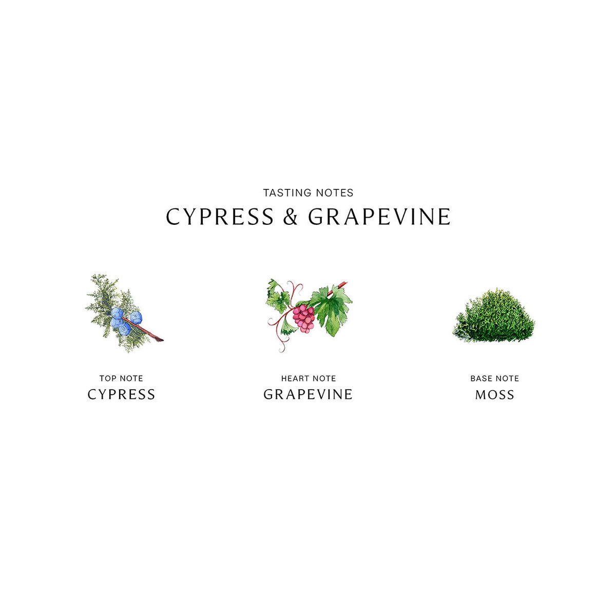 Jo Malone London Cypress and Grapevine Cologne Intense