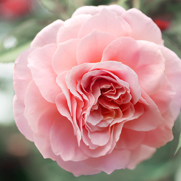 Chantecaille Darby Rose