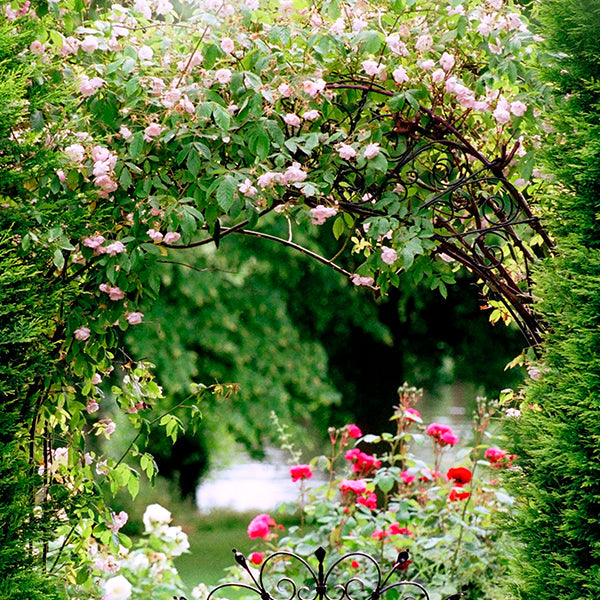 Chantecaille Darby Rose