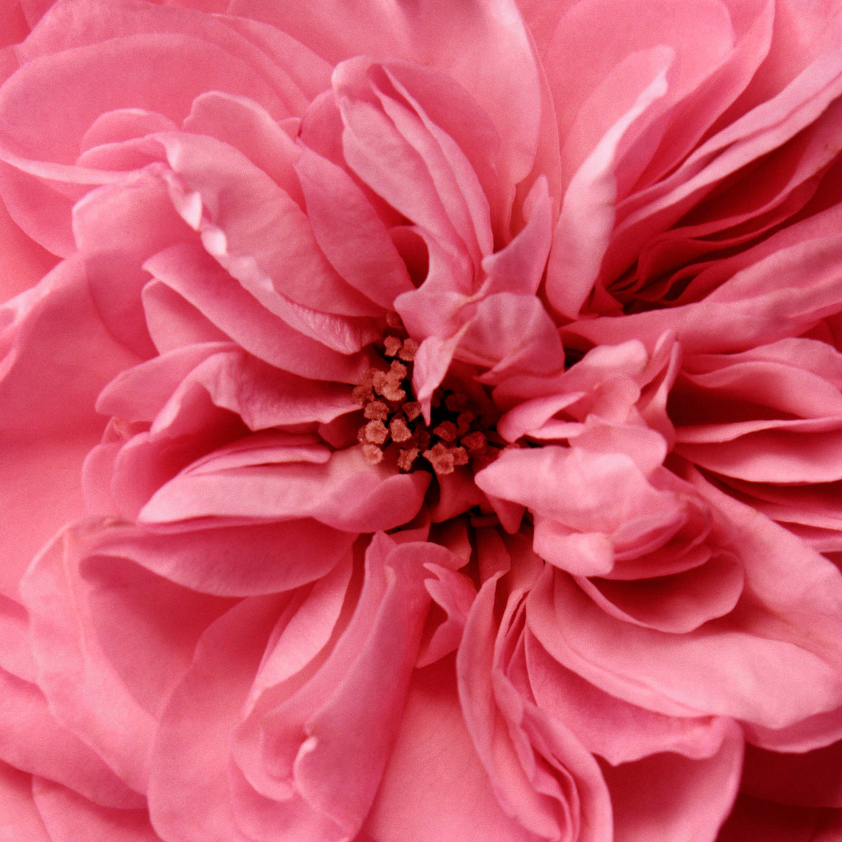 Chantecaille Rose de Mai Body Cream with Retinol